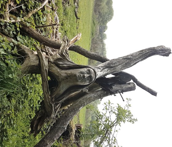 Ein Gesicht in einen alten Baumstamm geschnitzt.
, © Nicole Baller/TW Gerolsteiner Land GmbH Alte Baumstämme mit einem eingeschnitzten Gesicht.