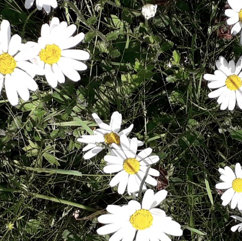 Wildkräuter Wanderung, © Andrea Häfele Wildkräuter Wanderung, © Andrea Häfele