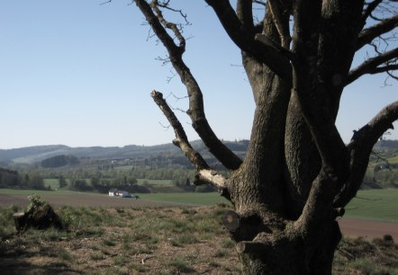Ein Baum im Vordergrund, dahinter eine weite Landschaft mit Feldern und Hügeln unter klarem Himmel., © Touristik GmbH Gerolsteiner Land Ein Baum im Vordergrund, dahinter eine weite Landschaft mit Feldern und Hügeln unter klarem Himmel., © Touristik GmbH Gerolsteiner Land