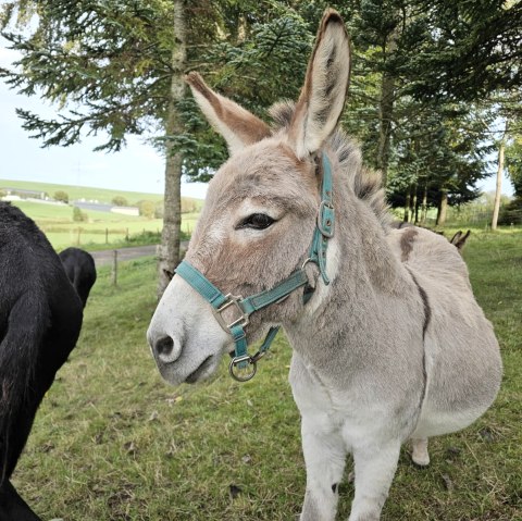 Mehrere Esel auf einer grünen Wiese.
, © Touristik GmbH Gerolsteiner Land, Leonie Post Mehrere Esel stehen beieinander auf einer grünen Wiese zwischen Bäumen.