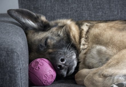 Schlafender Hund, © Pixabay Schlafender Hund, © Pixabay