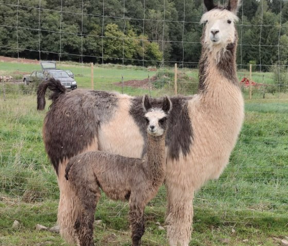 Moeder en baby lama van de lamafokkerij Vulkaneifel
, © Nikolai Wirtz, Lamazucht Vulkaneifel Een grote en een kleine lama staan dicht bij elkaar tegen een hek in een weiland.