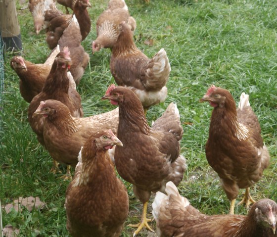 Chickens belonging to the Pick family in a meadow.
, © Touristik GmbH Gerolsteiner Land Several chickens are standing together in a fenced-in meadow.