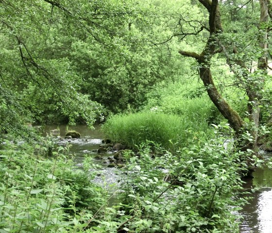 Der 2 Bäche-Pfad führt durch das Alfbachtal, © Eifel Tourismus GmbH Der 2 Bäche-Pfad führt durch das Alfbachtal, © Eifel Tourismus GmbH