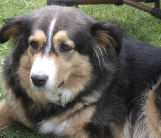 Hofhund Josy Hofhund Josy