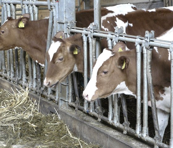 Stall1, © Kloep Stall1, © Kloep