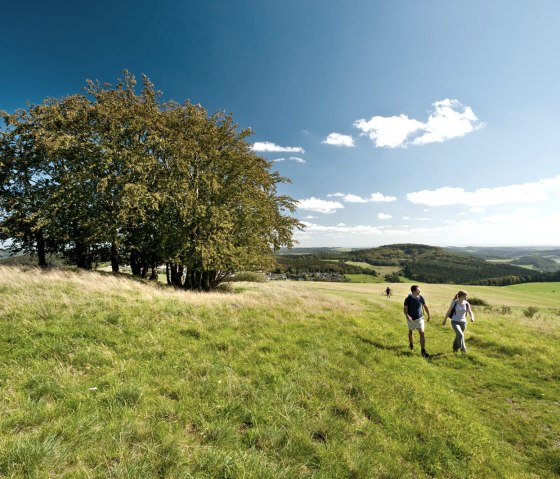 Wandeling in de buurt van Daun-Waldkönigen, © Eifel Tourismus GmbH - D. Ketz Wandeling in de buurt van Daun-Waldkönigen, © Eifel Tourismus GmbH - D. Ketz