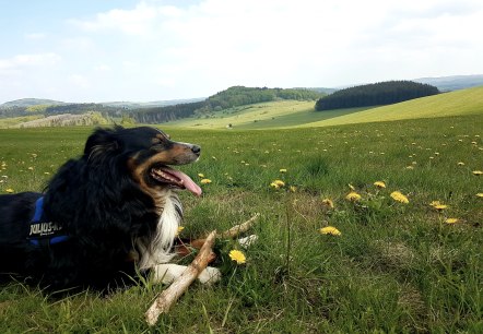 Hund macht Rast auf einer Wiese.
, © Nicole Baller/TW Gerolsteiner Land GmbH Ein Hund liegt mit einem Stock auf einer großen Wiese, auf der Löwenzahnblüht.