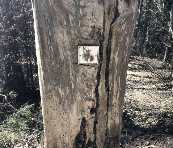 The hiking trail logo on a felled tree., © Touristik GmbH Gerolsteiner Land,Leonie Post The hiking trail logo on a felled tree., © Touristik GmbH Gerolsteiner Land,Leonie Post