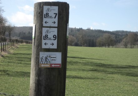Wegwijzer op een houten paal toont wandelpaden in een groen landschap met bos op de achtergrond., © Touristik GmbH Gerolsteiner Land, Ute Klinkhammer Wegwijzer op een houten paal toont wandelpaden in een groen landschap met bos op de achtergrond., © Touristik GmbH Gerolsteiner Land, Ute Klinkhammer