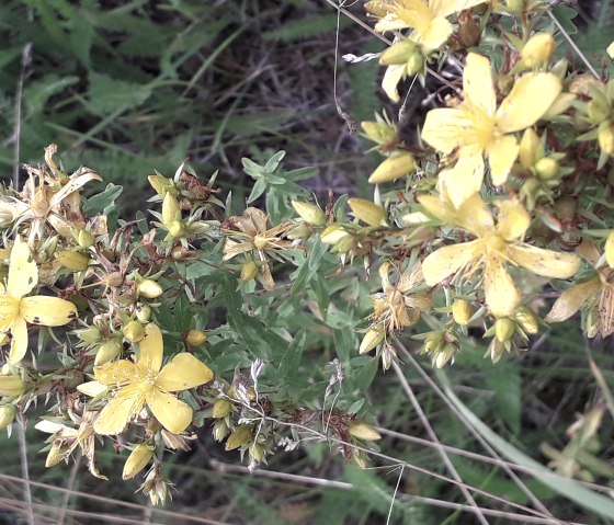 Wildkräuter, © Andrea Häfele Wildkräuter, © Andrea Häfele