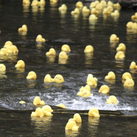 Enten auf dem Fluss Zahlreiche gelbe Gummienten treiben auf einem Gewässer.