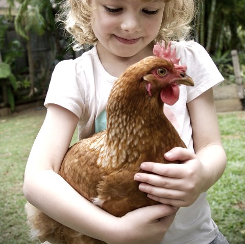 Young girl carries chicken
, © Pixabay A young girl happily carries a brown chicken in her arms.