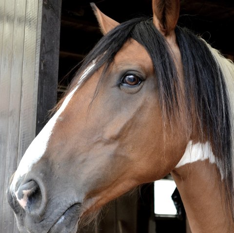 Ein Pferd schaut aus seinem Stall heraus.
, © Pixabay Ein braunes Pferd mit schwarz-weißer Mähne schaut interessiert aus dem Fenster des Stalls heraus.