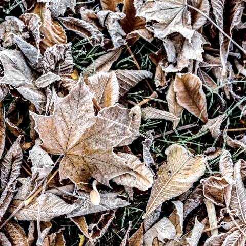 Frostige Blätter, © © Eifel Tourismus GmbH, Dominik Ketz Frostige Blätter, © © Eifel Tourismus GmbH, Dominik Ketz