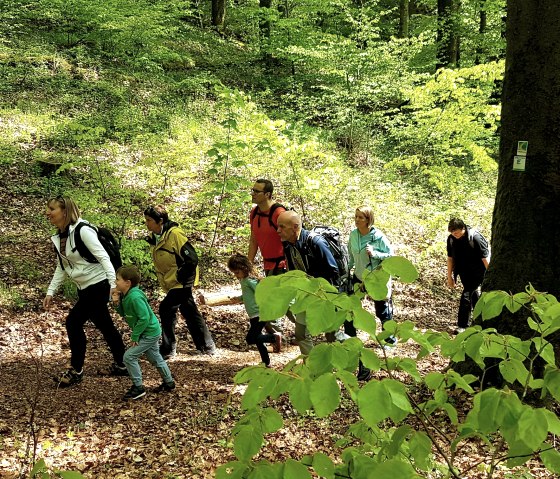 Wandergruppe am Nerother Kopf
, © Nicole Baller/TW Gerolsteiner Land GmbH Eine Gruppe aus acht Personen wandert auf einem mit laub bedeckten Waldweg einen Berg hinauf.