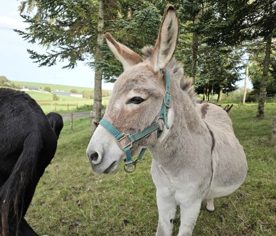 Meerdere ezels op een groene weide.
, © Touristik GmbH Gerolsteiner Land, Leonie Post Meerdere ezels staan bij elkaar op een groene weide tussen bomen.