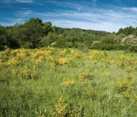 Yellow broom bushes bloom on a green meadow, surrounded by trees, under a clear blue sky on the Dreiborn plateau., © Dominik Ketz - Stadt Schleiden Yellow broom bushes bloom on a green meadow, surrounded by trees, under a clear blue sky on the Dreiborn plateau., © Dominik Ketz - Stadt Schleiden