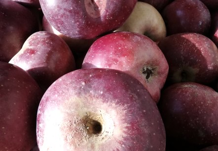 mobile Saftpresse, © Hanne Bernardy mobile Saftpresse, © Hanne Bernardy