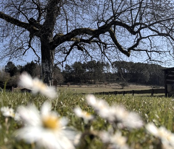 Frühling am Chalet Frühling am Chalet
