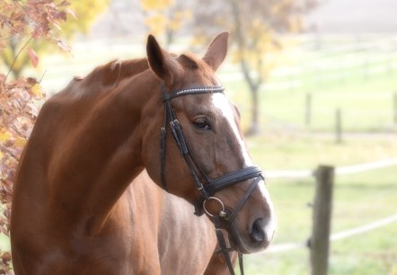 Paard in de wei
, © pixabay Een bruin paard staat naast een herfstboom in een wei omgeven door hekken.
