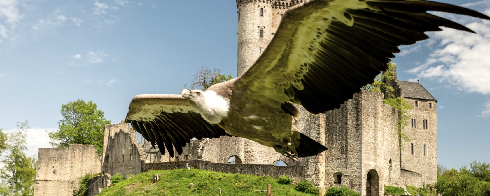 Besucher des Adler- und Wolfspark Kasselburg liegen bei der Flugshow auf dem Rasen.
, © Eifel Tourismus GmbH, Dominik Ketz Besucher des Freizeitparks liegen nebeneinander verteilt auf einem grünen Rasen und über Ihnen fliegt ein großer adler. Im Hintergrund die Kasselburg.