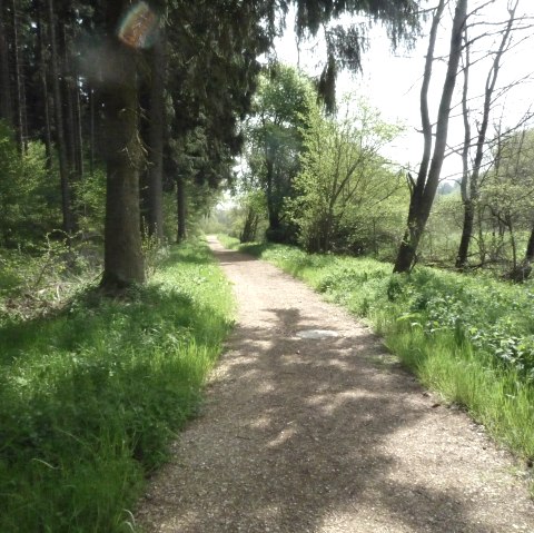 Een smal bospad leidt door een groen, bebost landschap. De zon schijnt door de bomen en verlicht het pad., © Touristik GmbH Gerolsteiner Land Een smal bospad leidt door een groen, bebost landschap. De zon schijnt door de bomen en verlicht het pad., © Touristik GmbH Gerolsteiner Land