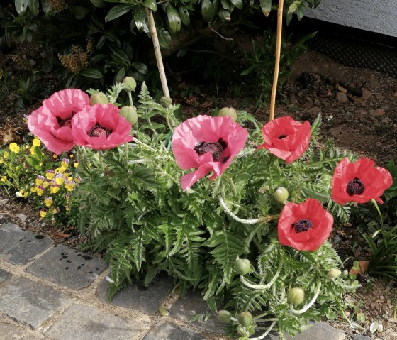Gartenimpression Gartenimpression
