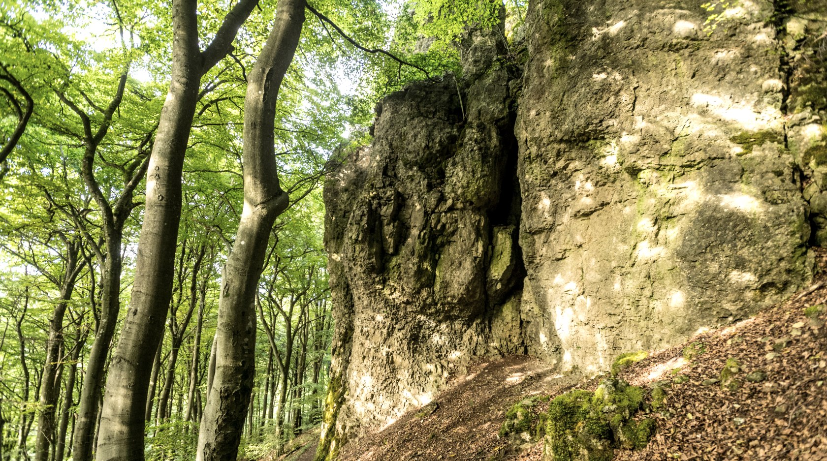 Buchenwald und Felswände
, © Eifel Tourismus GmbH, Dominik Ketz Waldweg mit Felsen und Bäumen im Sonnenlicht.