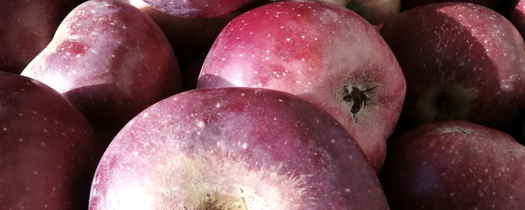 mobile Saftpresse, © Hanne Bernardy mobile Saftpresse, © Hanne Bernardy