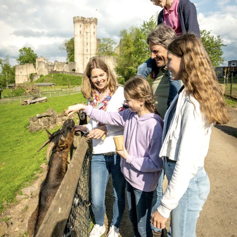 A family of five visiting the petting zoo at Kasselburg Eagle and Wolf Park.
, © Eifel Tourismus GmbH, Dominik Ketz A family of five stands at the fence of a petting zoo and feeds the goats behind it. A castle can be seen in the background.