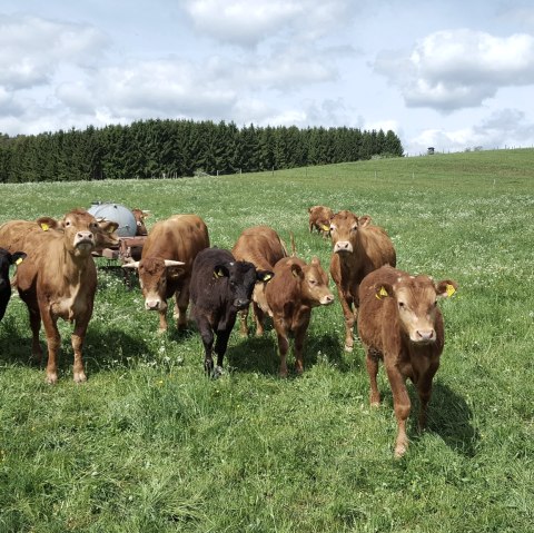 Herd of cows on a green meadow under a cloudy sky, forest and hills in the background., © Touristik GmbH Gerolsteiner Land Herd of cows on a green meadow under a cloudy sky, forest and hills in the background., © Touristik GmbH Gerolsteiner Land