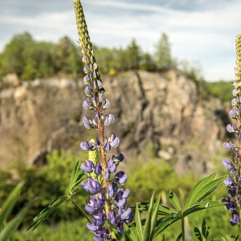 Steffeln Vulkangarten, © Eifel Tourismus GmbH, Dominik Ketz Steffeln Vulkangarten, © Eifel Tourismus GmbH, Dominik Ketz