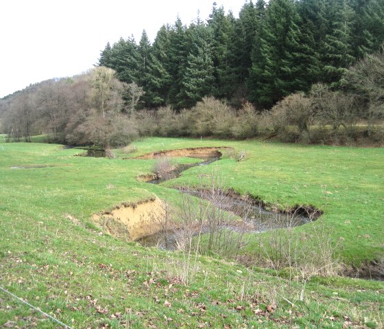 Ein kleiner Bach schlängelt sich durch eine grüne Wiese, umgeben von Bäumen und einem dichten Wald im Hintergrund., © Touristik GmbH Gerolsteiner Land, Ute Klinkhammer Ein kleiner Bach schlängelt sich durch eine grüne Wiese, umgeben von Bäumen und einem dichten Wald im Hintergrund., © Touristik GmbH Gerolsteiner Land, Ute Klinkhammer
