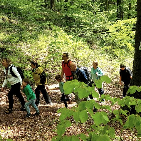 Wandergruppe am Nerother Kopf
, © Nicole Baller/TW Gerolsteiner Land GmbH Eine Gruppe aus acht Personen wandert auf einem mit laub bedeckten Waldweg einen Berg hinauf.