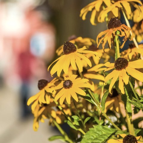 Nahaufnahme Blumen in der Innenstadt von Gerolstein.
, © Thomas Hendele Nahaufnahme gelber Blumen und verschwommener Hintergrund.