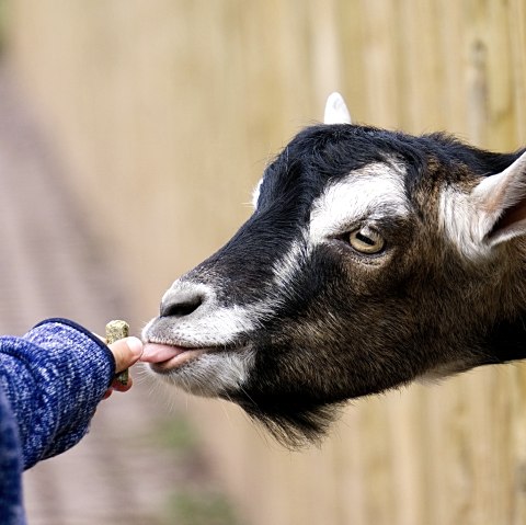 Streichelzoo mit Ziegenfütterung
, © pixabay Eine Ziege streckt ihren Kopf weit zwischen einem Zaun hindurch und wird von einer Kinderhand gefüttert.