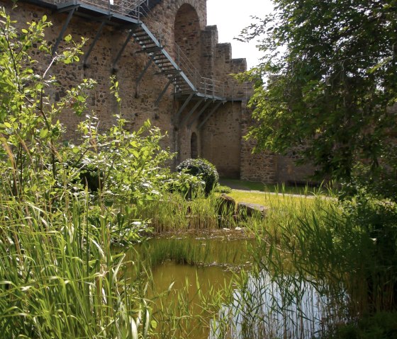 Stadtmauer mit Biotop Stadtmauer mit Biotop