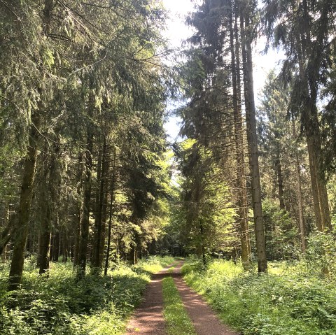 Ein schmaler Wanderweg führt durch einen dichten, sonnendurchfluteten Wald mit hohen Bäumen und üppigem Grün., © Touristik GmbH Gerolsteiner Land, Leonie Post Ein schmaler Wanderweg führt durch einen dichten, sonnendurchfluteten Wald mit hohen Bäumen und üppigem Grün., © Touristik GmbH Gerolsteiner Land, Leonie Post