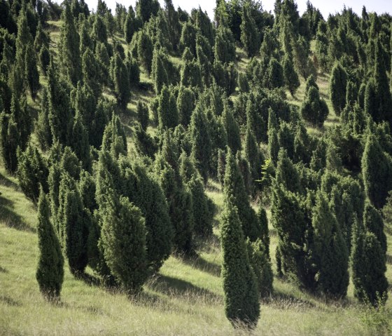 Lampertstal juniper reserve. The largest contiguous juniper area in NRW, © Rheinland-Pfalz Tourismus/D. Ketz Lampertstal juniper reserve. The largest contiguous juniper area in NRW, © Rheinland-Pfalz Tourismus/D. Ketz