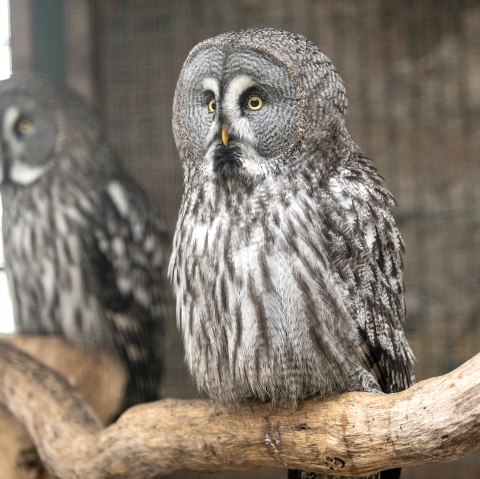 Adler- und Wolfspark Eule, © Eifel Tourismus GmbH, Dominik Ketz Adler- und Wolfspark Eule, © Eifel Tourismus GmbH, Dominik Ketz