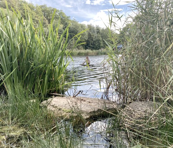 A lake with dense reeds on the shore, surrounded by trees. The sky is blue with a few clouds., © Touristik GmbH Gerolsteiner Land A lake with dense reeds on the shore, surrounded by trees. The sky is blue with a few clouds., © Touristik GmbH Gerolsteiner Land