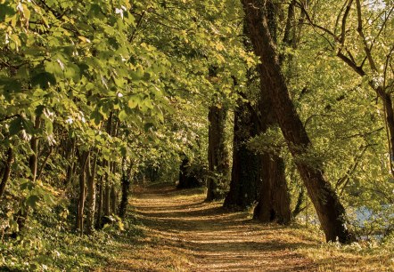 forest-hiking forest-hiking