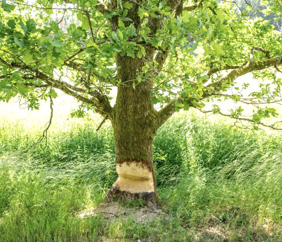 If you are lucky, you will discover beaver tracks along the Eifel-Ardennes cycle path, as in the Alfbachtal valley, © Eifel Tourismus GmbH, Dominik Ketz If you are lucky, you will discover beaver tracks along the Eifel-Ardennes cycle path, as in the Alfbachtal valley, © Eifel Tourismus GmbH, Dominik Ketz