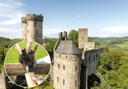 De Kasselburg in Pelm tussen bomen met daarop een cirkelvormige afbeelding van een geit die wordt gevoerd.
, © Eifel Tourismus GmbH, Dominik Ketz De Kasselburg in Pelm met geitenvoeding.