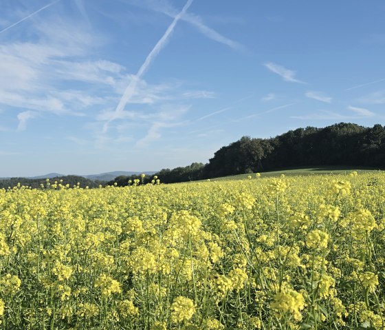 Weites Rapsfeld in Steffeln unter klarem, blauem Himmel mit weißen Wolkenstreifen und einem Wald im Hintergrund., © Touristik GmbH Gerolsteiner Land Weites Rapsfeld in Steffeln unter klarem, blauem Himmel mit weißen Wolkenstreifen und einem Wald im Hintergrund., © Touristik GmbH Gerolsteiner Land