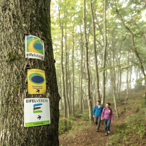 Zwei Wanderer auf dem Eifelsteig, Gerolsteiner Felsenpfad und Eifelverein Vulkanweg.
, © Eifel Tourismus GmbH, Dominik Ketz Zwei Wanderer inmitten eines dichten Waldes. Im Vordergrund ein Baum, an dem Schilder der Wanderwege Eifelsteig, Gerolsteiner Felsenpfad und Eifelverein Vulkanweg angebracht sind.