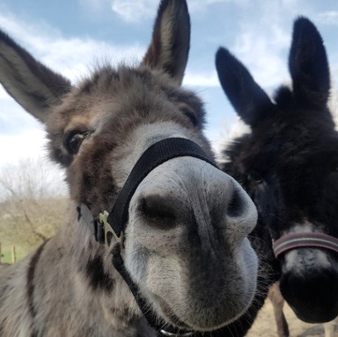 Zwei Eselposieren für die Kamera
, © Marleen Item Nahaufnahme zweier Esel, die Geschirr um die Schnauze tragen.
