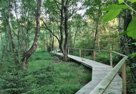 Een houten loopbrug baant zich een weg door een dicht, groen bos met hoge bomen en weelderig gebladerte., © Touristik GmbH Gerolsteiner Land Een houten loopbrug baant zich een weg door een dicht, groen bos met hoge bomen en weelderig gebladerte., © Touristik GmbH Gerolsteiner Land