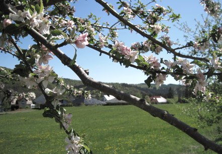 A blossoming branch with pink and white flowers in front of a green meadow and houses in the background under a clear blue sky., © Touristik GmbH Gerolsteiner Land A blossoming branch with pink and white flowers in front of a green meadow and houses in the background under a clear blue sky., © Touristik GmbH Gerolsteiner Land